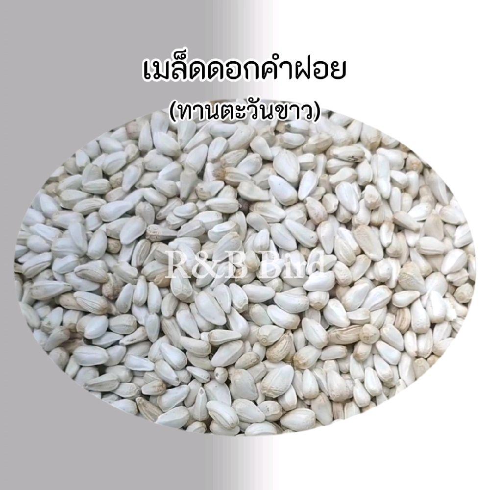 เมล็ดดอกคำฝอย รูปที่ 2
