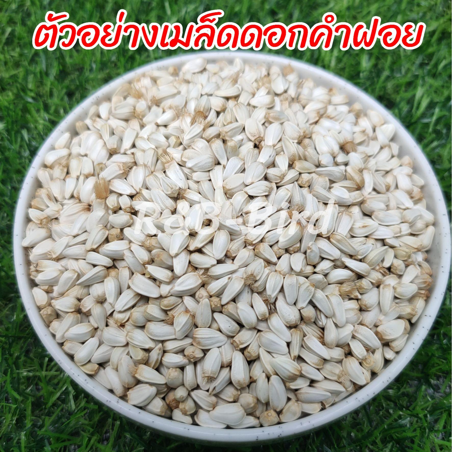 เมล็ดดอกคำฝอย รูปที่ 3